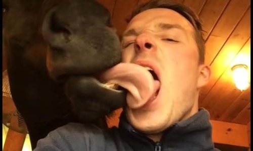 Ako mogu psi, mogu i konji