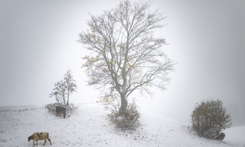 Stigla zima: Švicarska pod bijelim pokrivačem, snijeg i u Gorskom kotaru