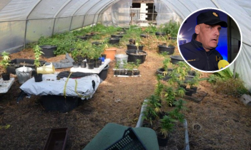 Šef policije oduševljen kvalitetom zaplijenjene trave u Petrinji: Odlična je