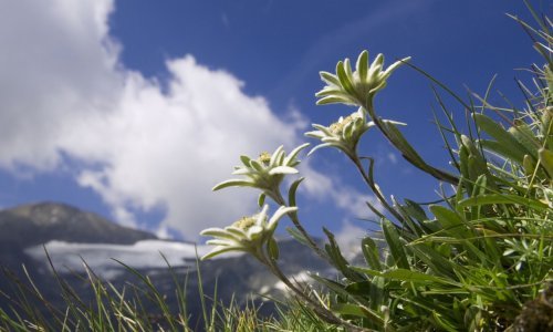 Uspješno smanjuje bore: Zapamtite ovu biljku, postala je najnovija beauty opsesija