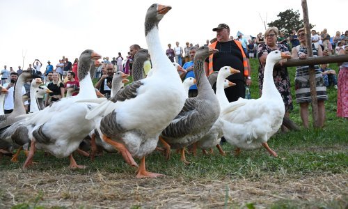 Martinje je pred vratima, a uvoz guščjeg mesa nikad manji. Što se dogodilo?