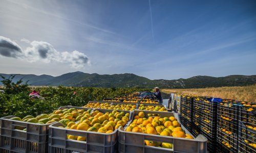 Uništene mandarine: '20 godina smo koristili taj pesticid i sad je odjednom otrovan'