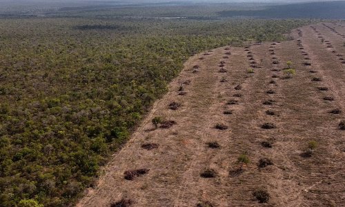 Prvi put u četiri godine usporila deforestacija Amazonije