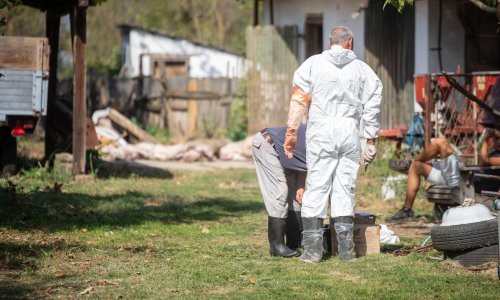 Svinjogojci pri HPK: Podrška Vladinom programu potpore nakon suzbijanja kuge