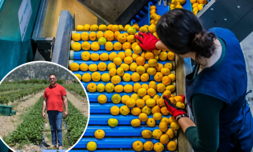 Šef udruge proizvođača agruma: U Neretvi je 99 posto proizvođača mandarina ispravno