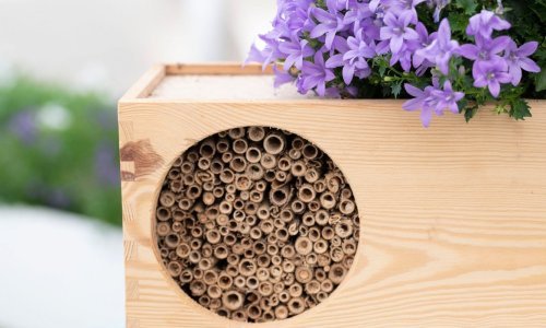 Prehrambena industrija okreće se farmama insekata, a evo što to znači za nas