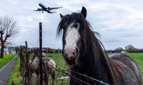Kaos na letu New York - Liège: Konj pobjegao iz kaveza, avion izbacio gorivo