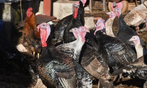 Na farmi purana poznatog hrvatskog proizvođača pojavila se ptičja gripa