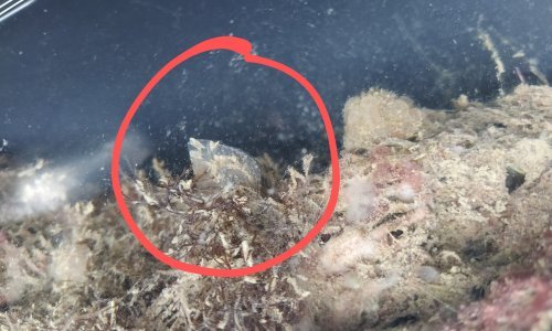 Kod Poreča je pronađeno čak 78 malih periski, o njima sada brinu stručnjaci