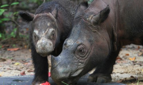 U indonezijskom nacionalnom parku na svijet došao rijedak sumatranski nosorog