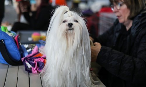 Slatke njuškice: Pogledajte predivne pse koji su se borili za titulu najljepšeg