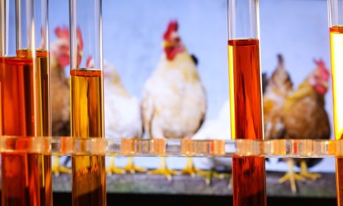 U Srbiju stigao novi val ptičje gripe, žarište je u Mađarskoj