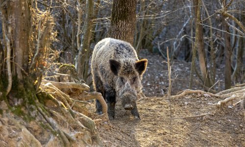 Na području Hercegovine afrička kuga prešla na divlje svinje, zabranjen lov