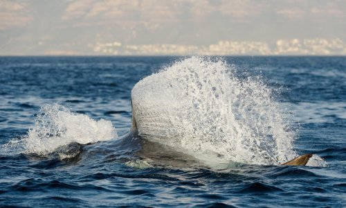 Amerikanku ubio morski pas na Bahamima, napao je dok je veslala na dasci