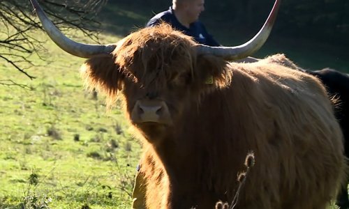 U Zagorje doveo neobičnu životinju i pogodio: Ulaganja nisu velika, a zarada dobra