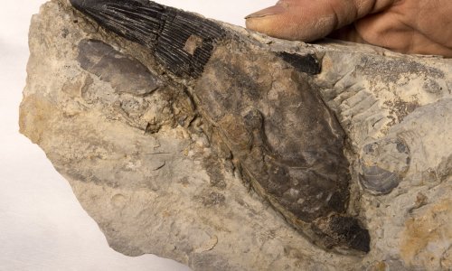 Fosil golemog morskog čudovišta izvađen iz litica Dorseta