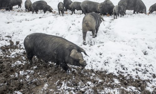 Meso crne slavonske svinje dobilo europsku oznaku zaštite izvornosti