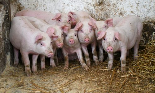 Plenković objavio gdje je od idućeg tjedna dopuštena svinjokolja