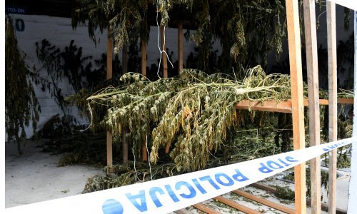 Na istoku Hrvatske uhićena dvojica s više od 890 kilograma konoplje