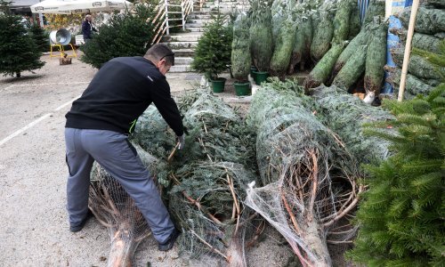 Biznis s jelama: Prekupac može u tjedan dana zaraditi za auto