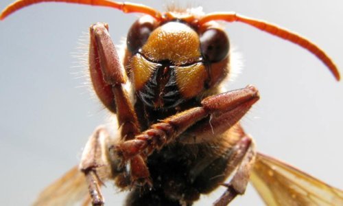 Slučaj motorista u Lici: Kako i zašto napadaju stršljenovi?