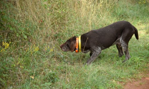 Domaći trovači ne miruju; policija pronašla svježe mamce za životinje