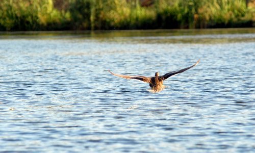 Užas u Vinkovcima: U Bosutu pronađeno tijelo, iz rijeke ga izvlači policija