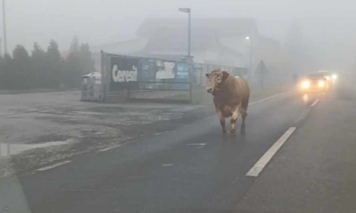 Vozači, budite na oprezu: Bik trčkara cestom u Hrastju