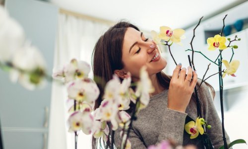 Mučite se s vlagom i plijesni? Ove lijepe sobne biljke sjajno su rješenje