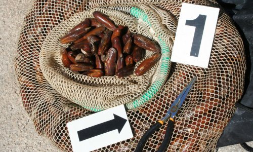 Pali krijumčari prstaca i ježinaca, preprodavali ih u Italiji, oštetili proračun za 1,3 milijuna eura