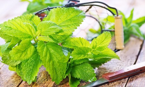 Mirisna biljka koja smanjuje nadutost i smiruje želudac