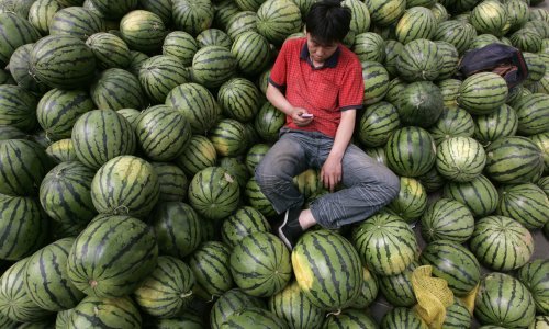 Rekordan ulov hašiša: 32 tone u lubenicama