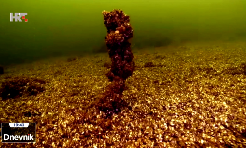 Delti Neretve prijeti školjkaš iz Crnog mora, na popisu je 100 najgorih na svijetu