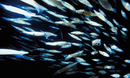 Glavonošci uživaju u globalnom zatopljenju