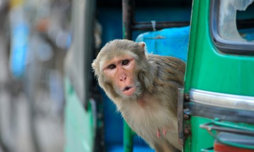 Ključ za brže testiranje lijekova: Kineski znanstvenici klonirali prvog rezus majmuna