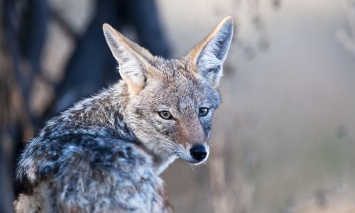 Teror čagljeva na Kornatima: Napadaju ovce i ubijaju janjad