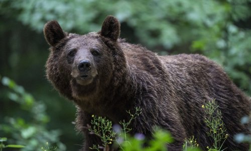 Migrante kod Bihaća napao medvjed, od smrti ih spasio džepni nožić