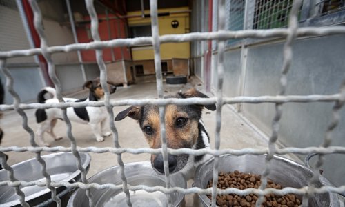 Inspekcija zabranila rad crikveničkom ilegalnom skloništu za životinje