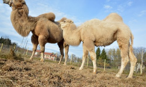 Prijatelji životinja obrušili se na gradonačelnika Đurđevca zbog deva