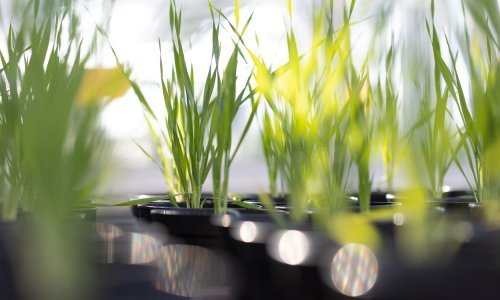 Europske prehrambene tvrtke pozivaju na obvezno označavanje GM hrane