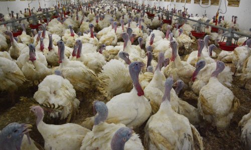 Opet hara influenca ptica, potvrđena na jednoj farmi purana u Slavoniji