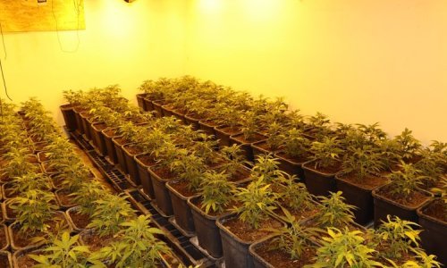 Iznenađenje u zagrebačkoj Dubravi: Otkrivena tri laboratorija za uzgoj marihuane