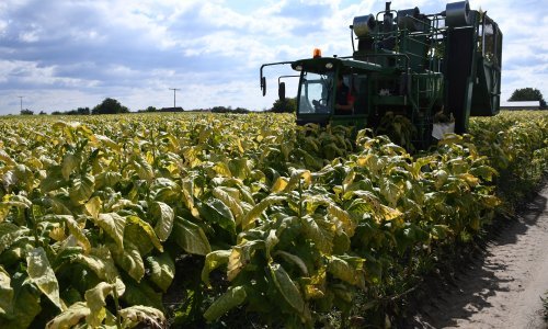 Novi Zeland odustaje od potpune zabrane duhana