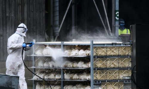 U Kini preminula žena od kombiniranih sojeva ptičje gripe