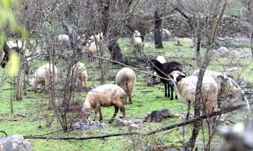 Svinjska kuga mijenja sve: Slavonci prelaze na uzgoj ovaca i koza
