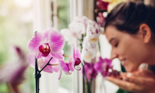 Bez ovoga ne može: Evo što je ključno za dugotrajan rast prelijepih orhideja