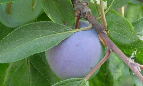 AZTN češlja otkupljivača šljiva Moslavina voće