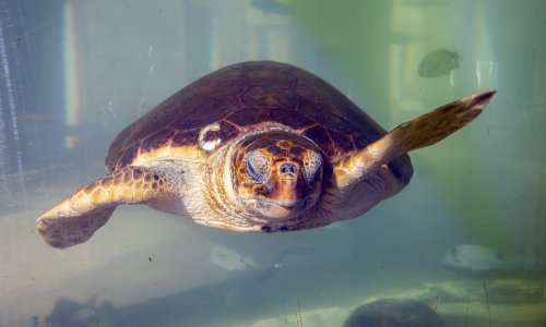 Uginule glavate želve poslane na obdukciju u Zadar