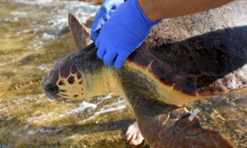 Poznati nalazi obdukcije uginulih glavatih želvi, nekoliko njih se utopilo?