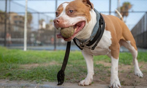 Ravnateljica dovodi pit bulla u školu, nastavnici su je prijavili